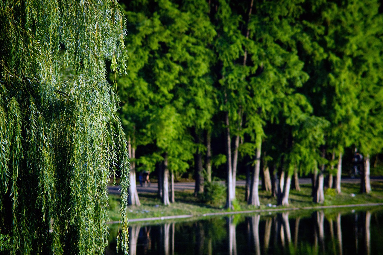 The Role of Urban Trees in Fighting Climate Change